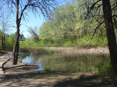 View of a marshy area south of the lake off the paved perimeter trail